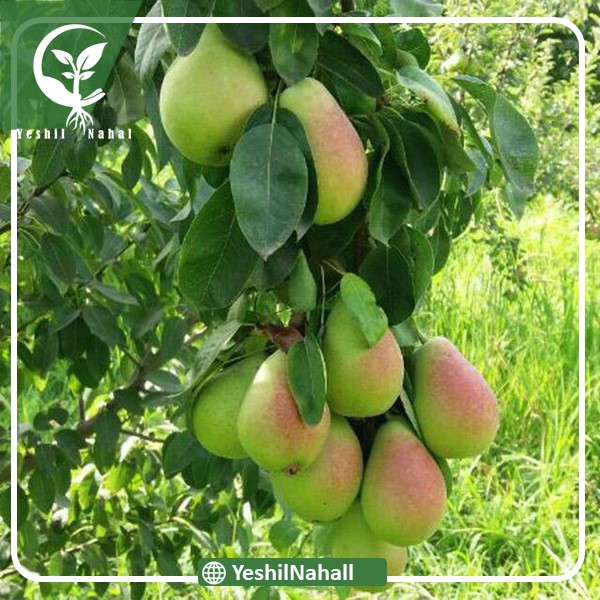 نهال گلابی سانتا ماریا